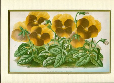 Image for Mounted Antique Coloured Print 'Pensee Demi Bronze' from 'Le Moniteur d'Horticulture'