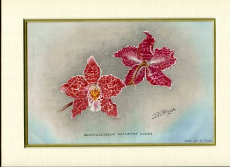 Image for Mounted coloured print 'Odontoglossum President Henin' taken from 'Revue de l'Horticulture Belge et etranger'