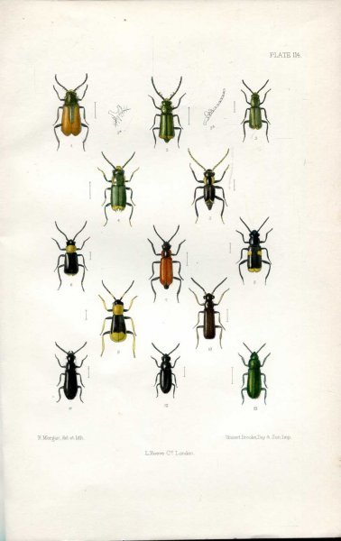 The Coleoptera of the British Islands, a descriptive account of the families, genera, and species indigenous to Great Britain and Ireland, Part XXXIII Image for The Coleoptera of the British Islands, a descriptive account of the families, genera, and species indigenous to Great Britain and Ireland, Part XXXIII