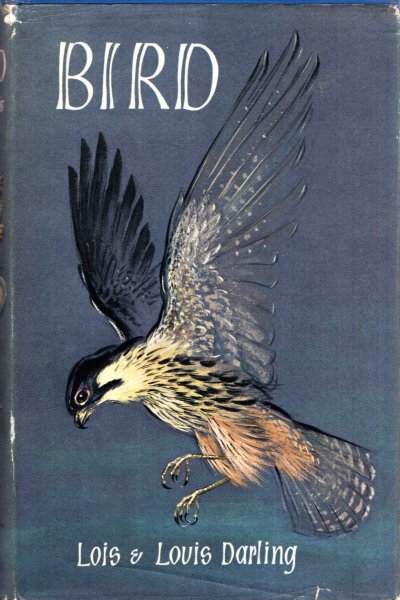 Image for Bird