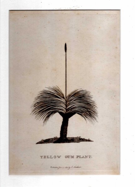 Yellow Gum Plant The Grass Tree Engraved Print From The Voyage Of Governor Phillip To Botany Bay Yellow Gum Plant The Grass Tree Engraved Print From The Voyage Of Governor Phillip To Botany Bay