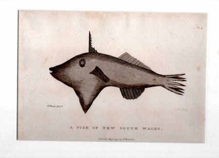 Image for A Fish of New South Wales (Leather Jacket) - Engraved print from The Voyage of Governor Phillip to Botany Bay
