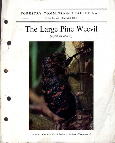 Image for Forestry Commission Leaflet No 1 : The Large Pine Weevil (Hylobius abietis)