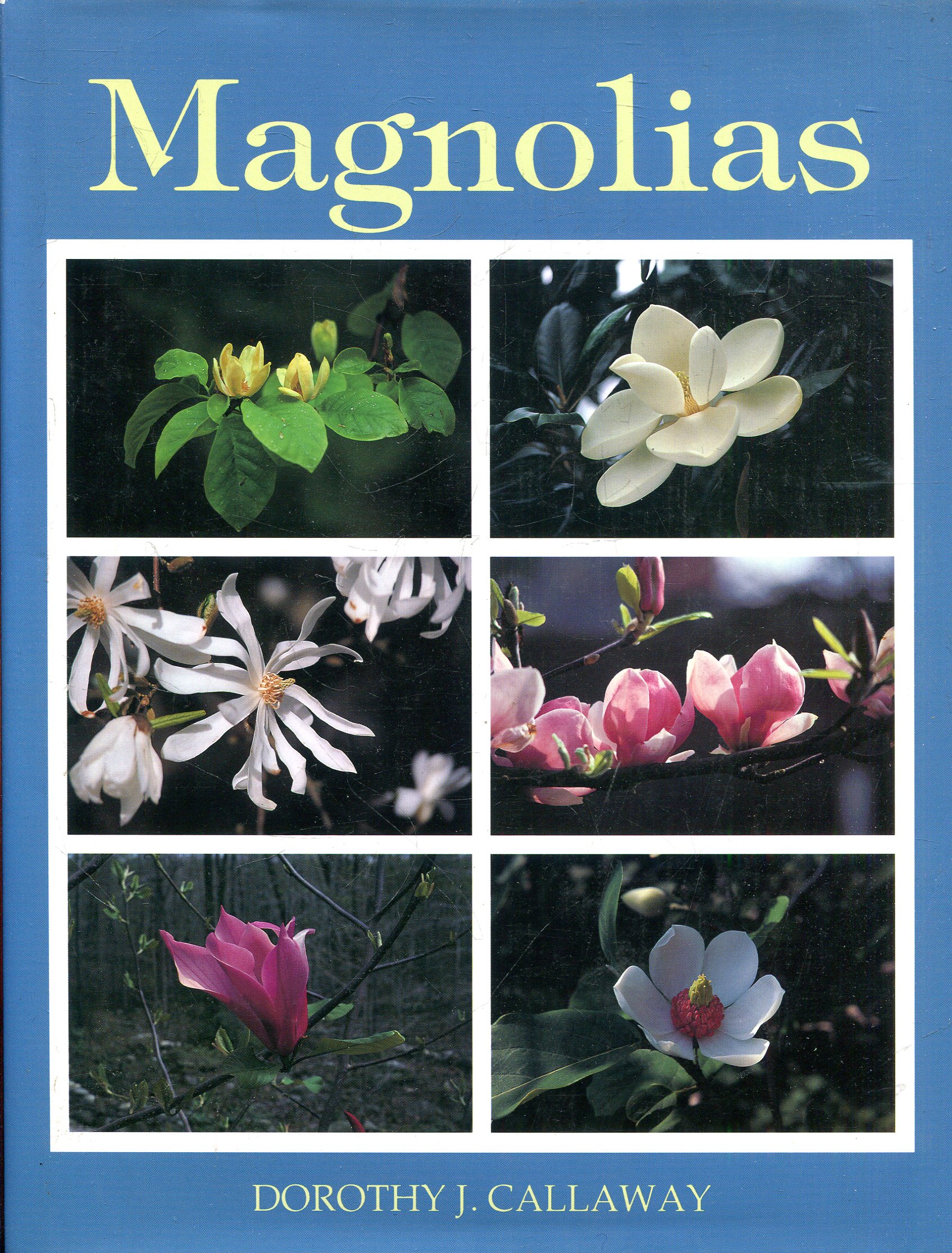 Image for Magnolias